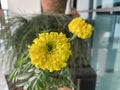 Yellow marigold blooming in a pot